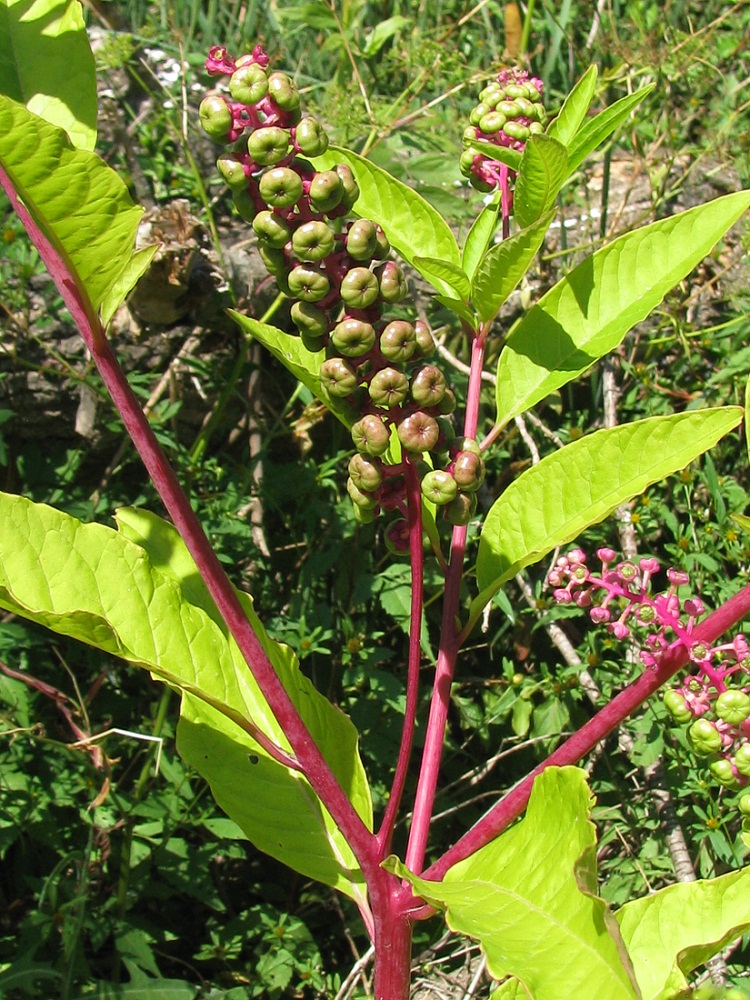 Image of Phytolacca americana specimen.