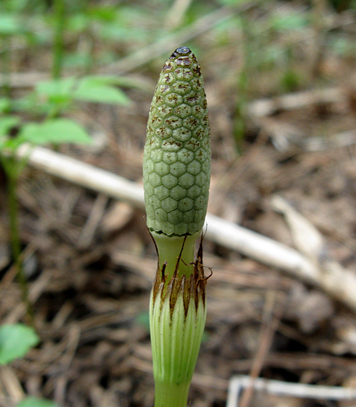 Изображение особи Equisetum pratense.