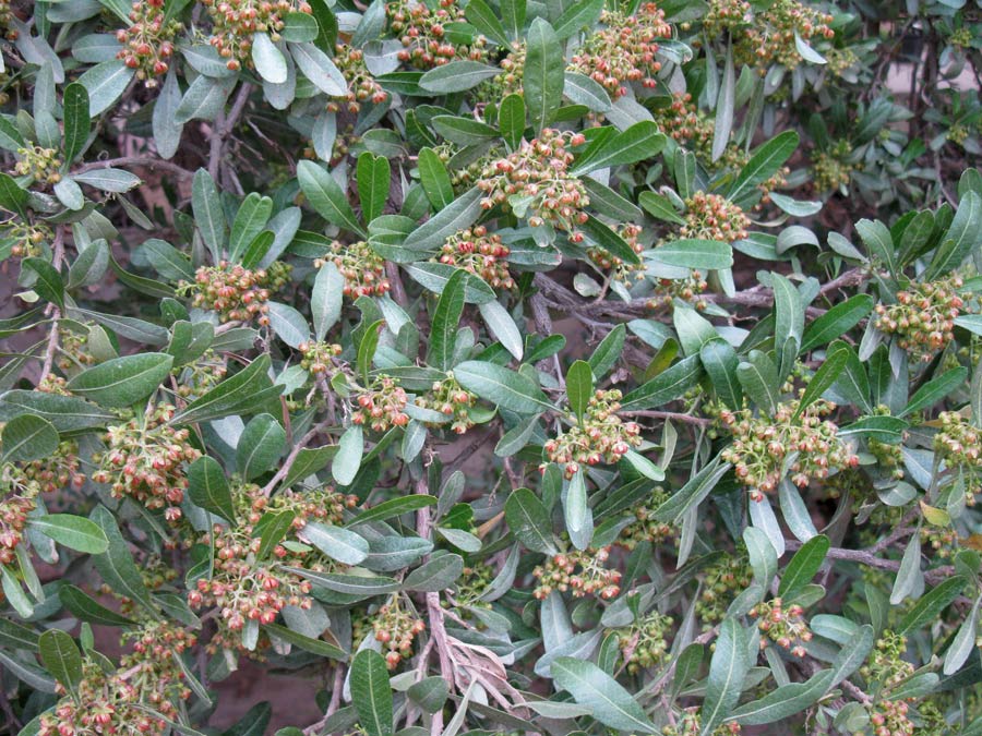 Image of Dodonaea viscosa specimen.