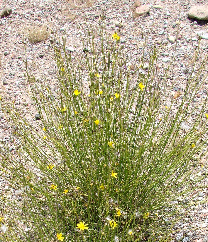 Image of genus Chondrilla specimen.