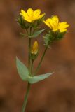 Blackstonia perfoliata