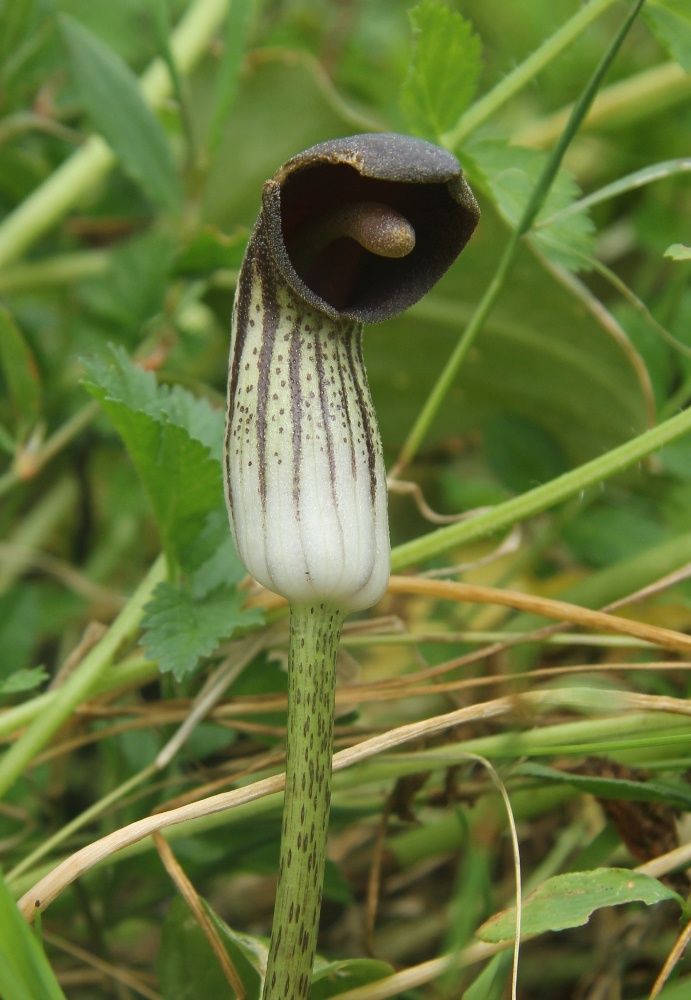 Image of Arisarum simorrhinum specimen.