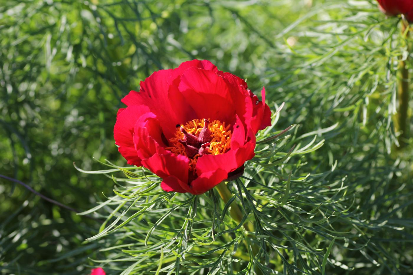 Image of Paeonia tenuifolia specimen.