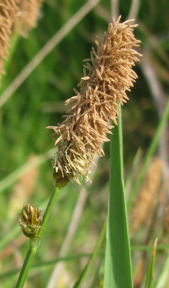 Изображение особи Carex cespitosa.