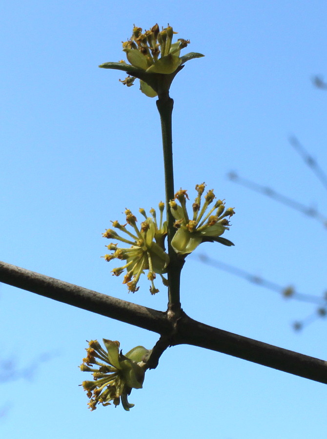 Image of Cornus officinalis specimen.