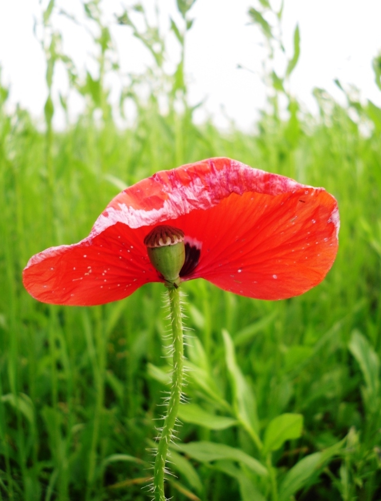 Изображение особи Papaver rhoeas.