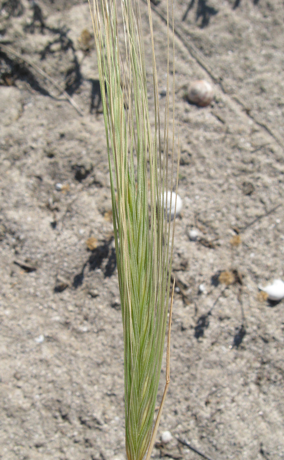 Image of Secale sylvestre specimen.