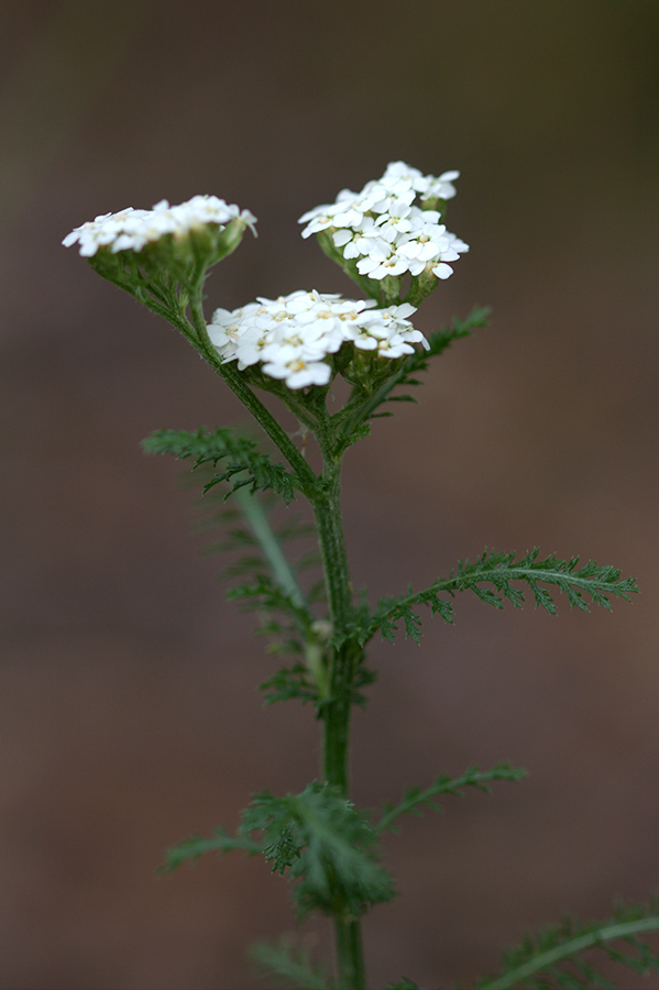 Изображение особи род Achillea.