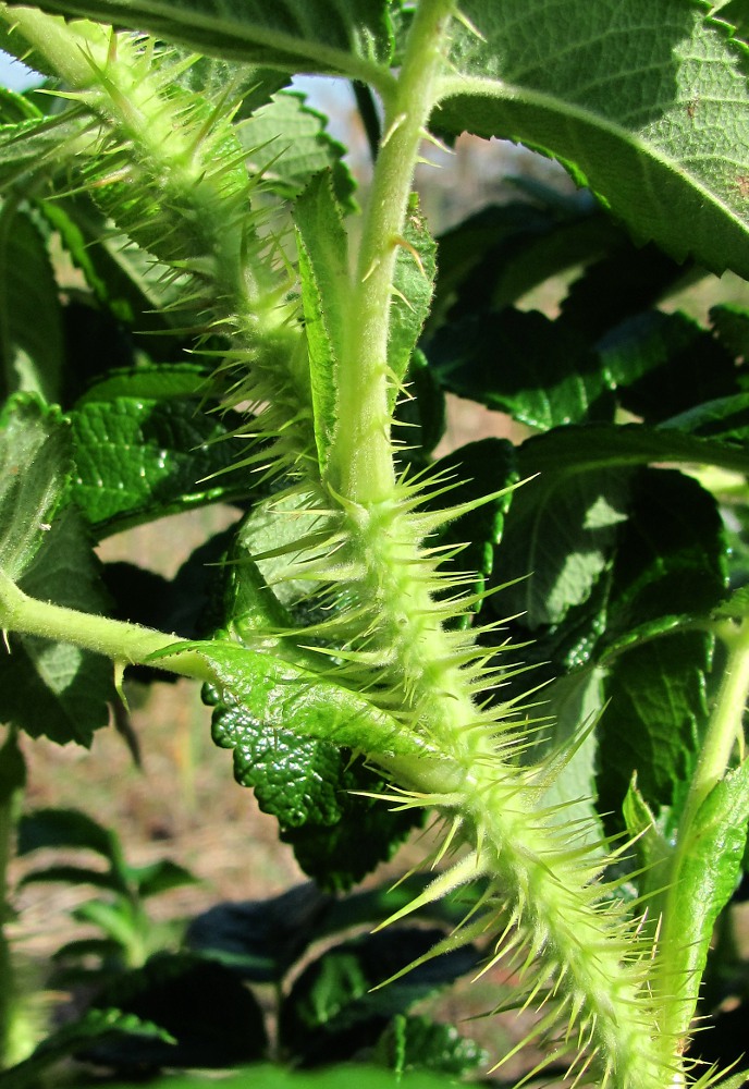 Image of Rosa rugosa specimen.