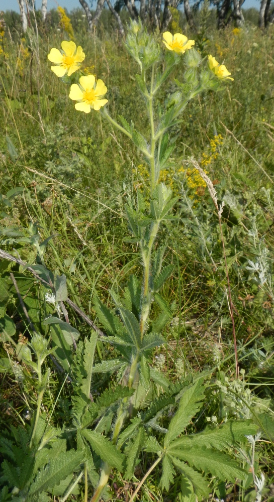 Image of Potentilla recta specimen.