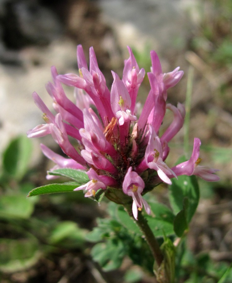 Изображение особи Trifolium pratense.