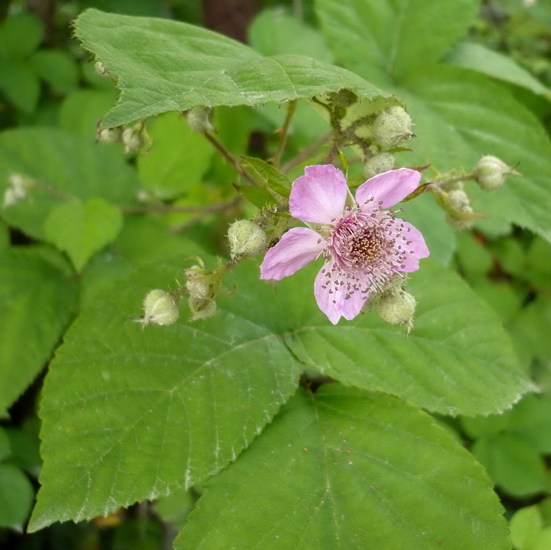 Image of Rubus sanctus specimen.