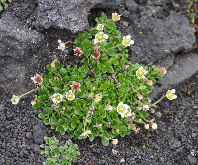 Изображение особи Micranthes merkii.