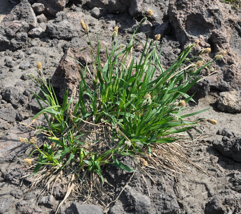 Image of Carex riishirensis specimen.