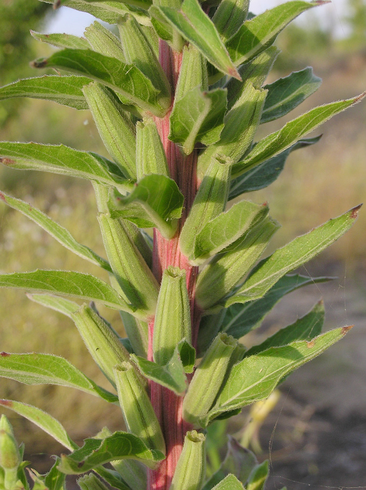 Image of genus Oenothera specimen.