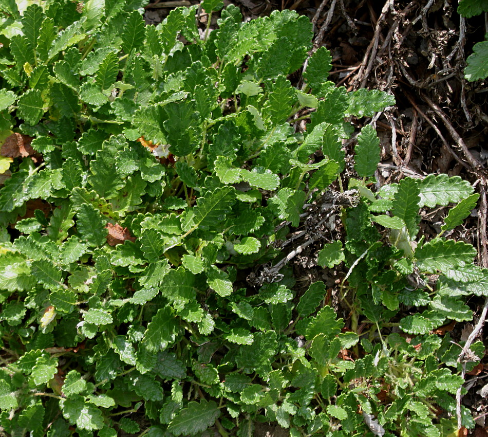 Изображение особи Dryas &times; suendermannii.