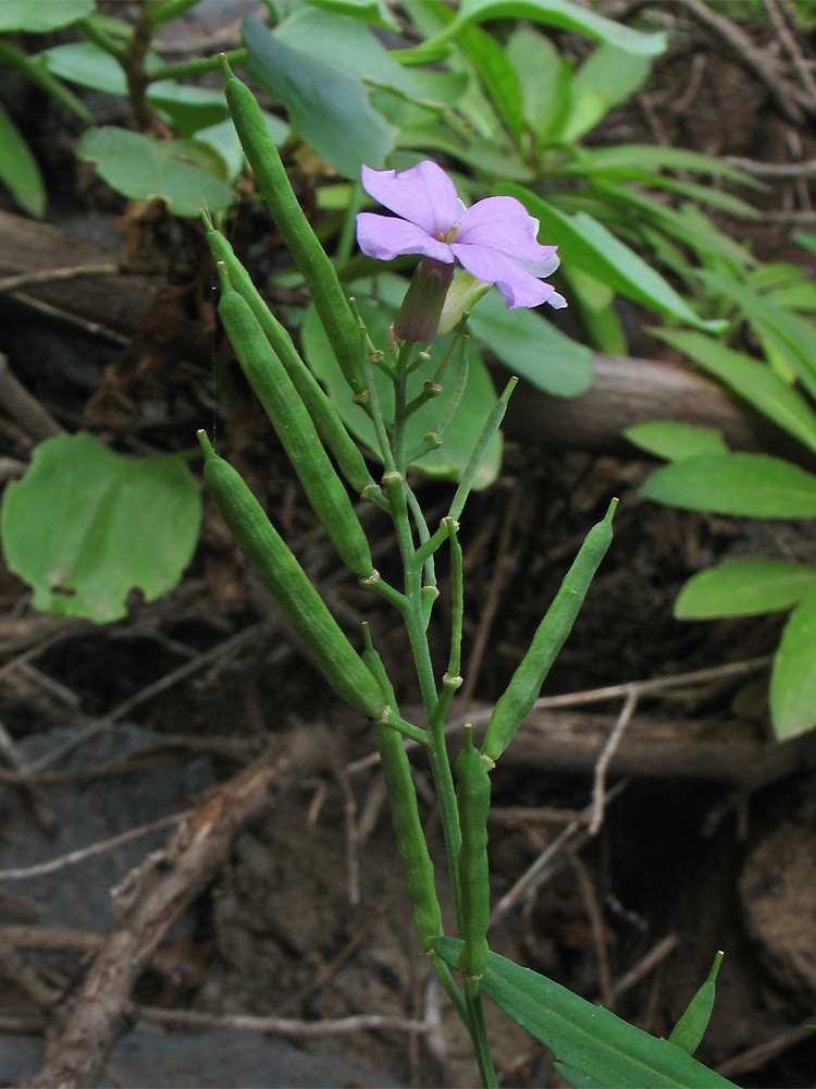 Image of Erysimum bicolor specimen.