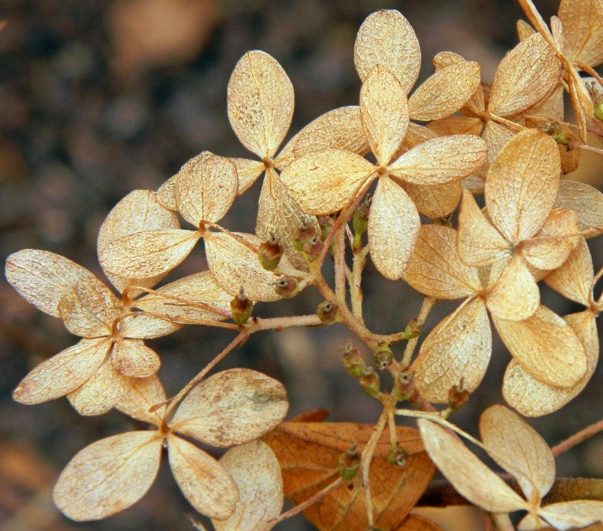 Изображение особи Hydrangea macrophylla.