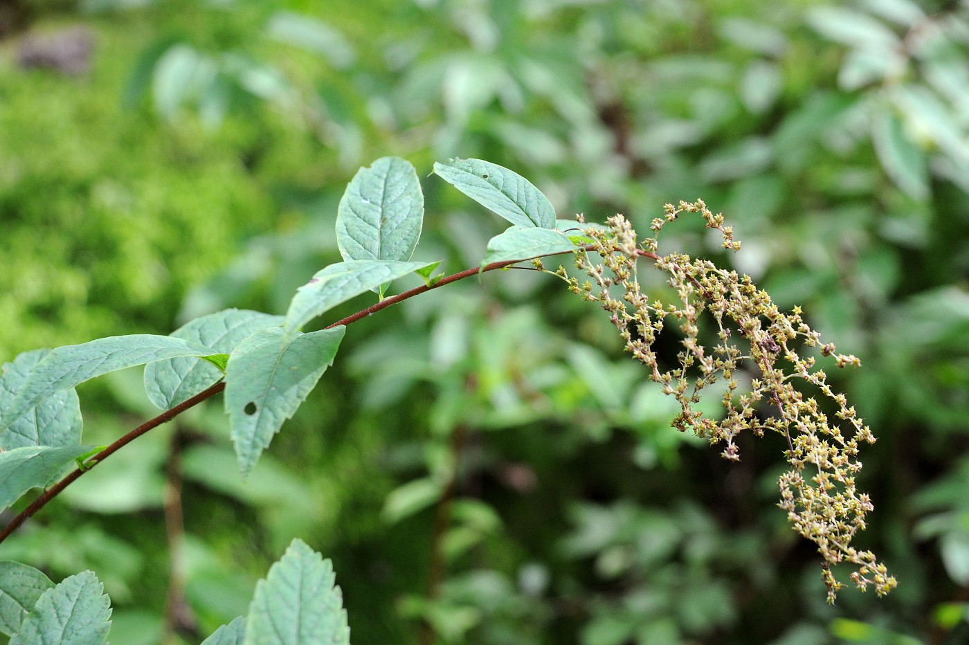 Image of Spiraea schlothgauerae specimen.