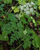 Ostericum sieboldii. Цветущее растение в ильмово-ясенёвом лесу. Приморский край, Партизанский р-н, басс. р. Литовка, падь Коробковка. 15.09.2013.