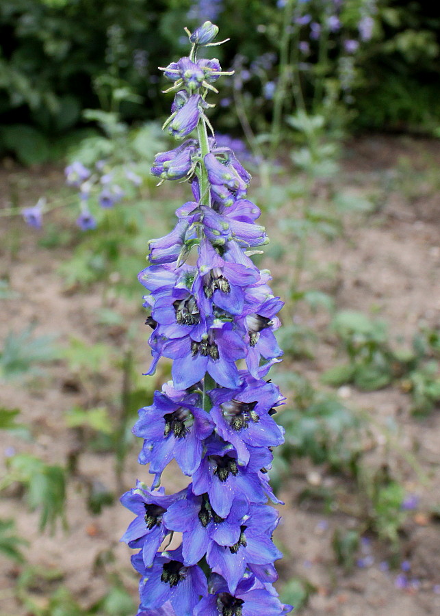 Изображение особи Delphinium ceratophorum.