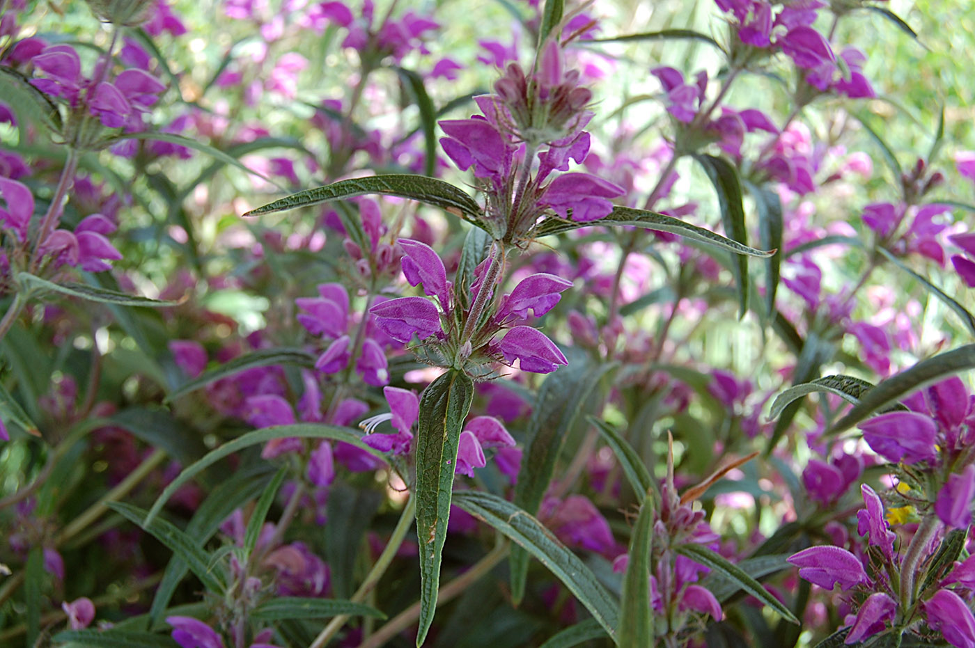 Image of Phlomis pungens specimen.