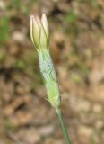 Dianthus marschallii. Распускающийся цветок. Южный Берег Крыма, мыс Никитин, в лесу. 22.05.2013.