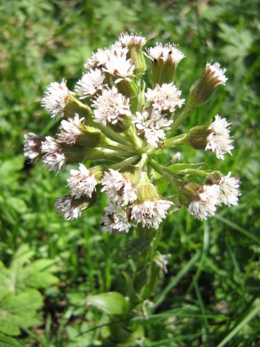 Image of genus Petasites specimen.