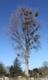 Viscum album. Растения, паразитирующие на Populus deltoides. Германия, г. Дюссельдорф, Ботанический сад университета. 10.03.2014.