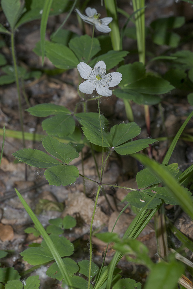 Image of Anemone udensis specimen.