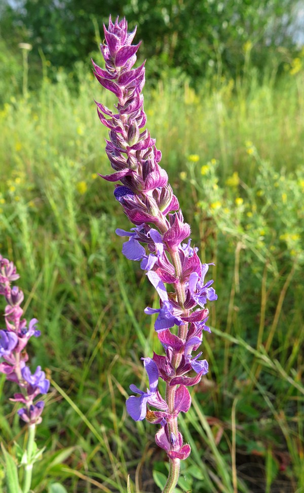 Изображение особи Salvia deserta.