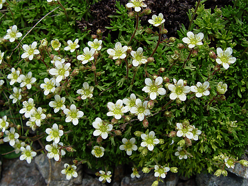 Изображение особи Saxifraga exarata.