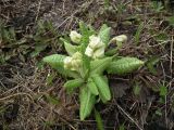 Primula macrocalyx. Зацветающее растение: четыре цветноса. Кольский п-ов, Восточный Мурман, Дальние Зеленцы. 20.06.2014.