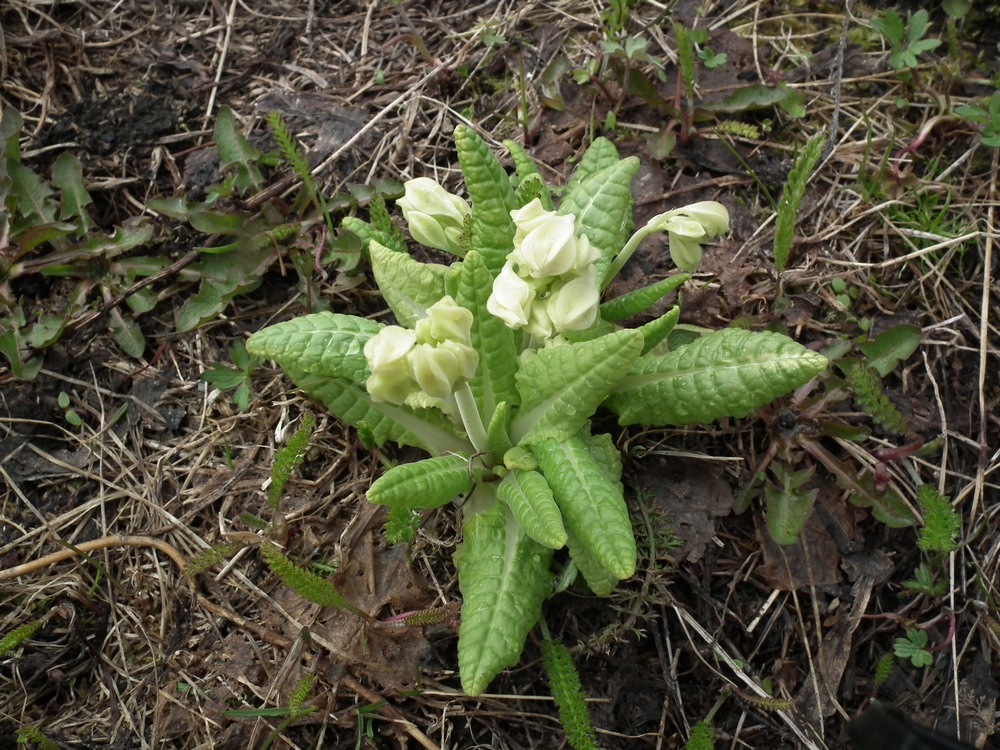 Image of Primula macrocalyx specimen.