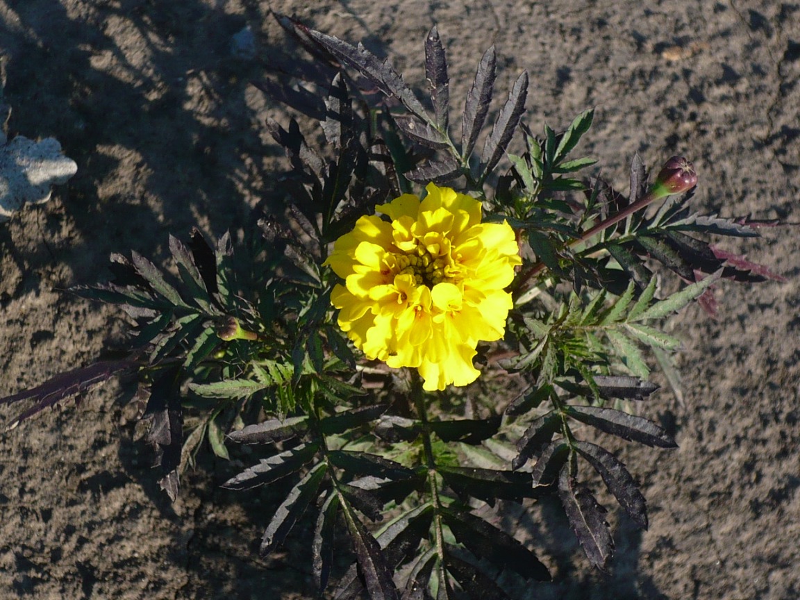 Изображение особи Tagetes patula.