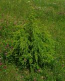 Juniperus communis. Кустарник на берегу озера Вселуг. Тверская обл., Пеновский р-н. 10.07.2009.