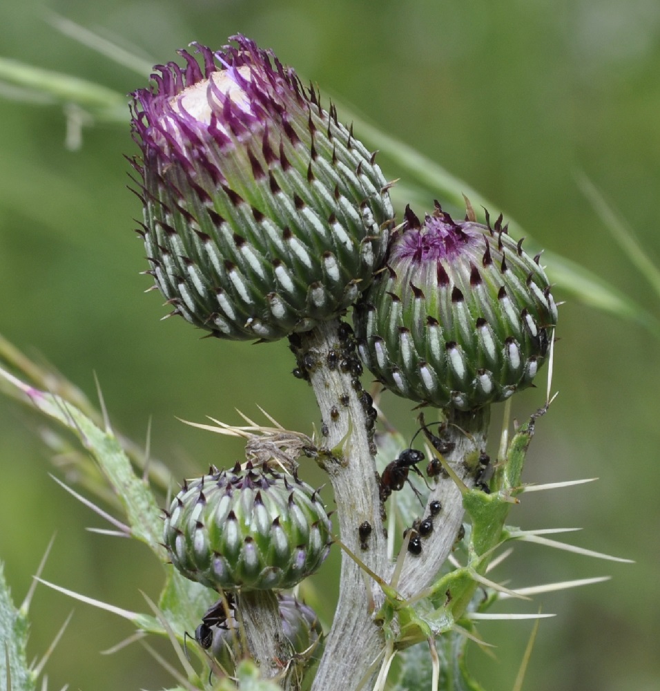 Image of Cirsium tymphaeum specimen.