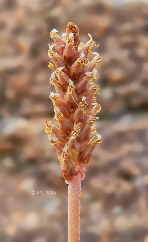 Изображение особи Plantago maritima.