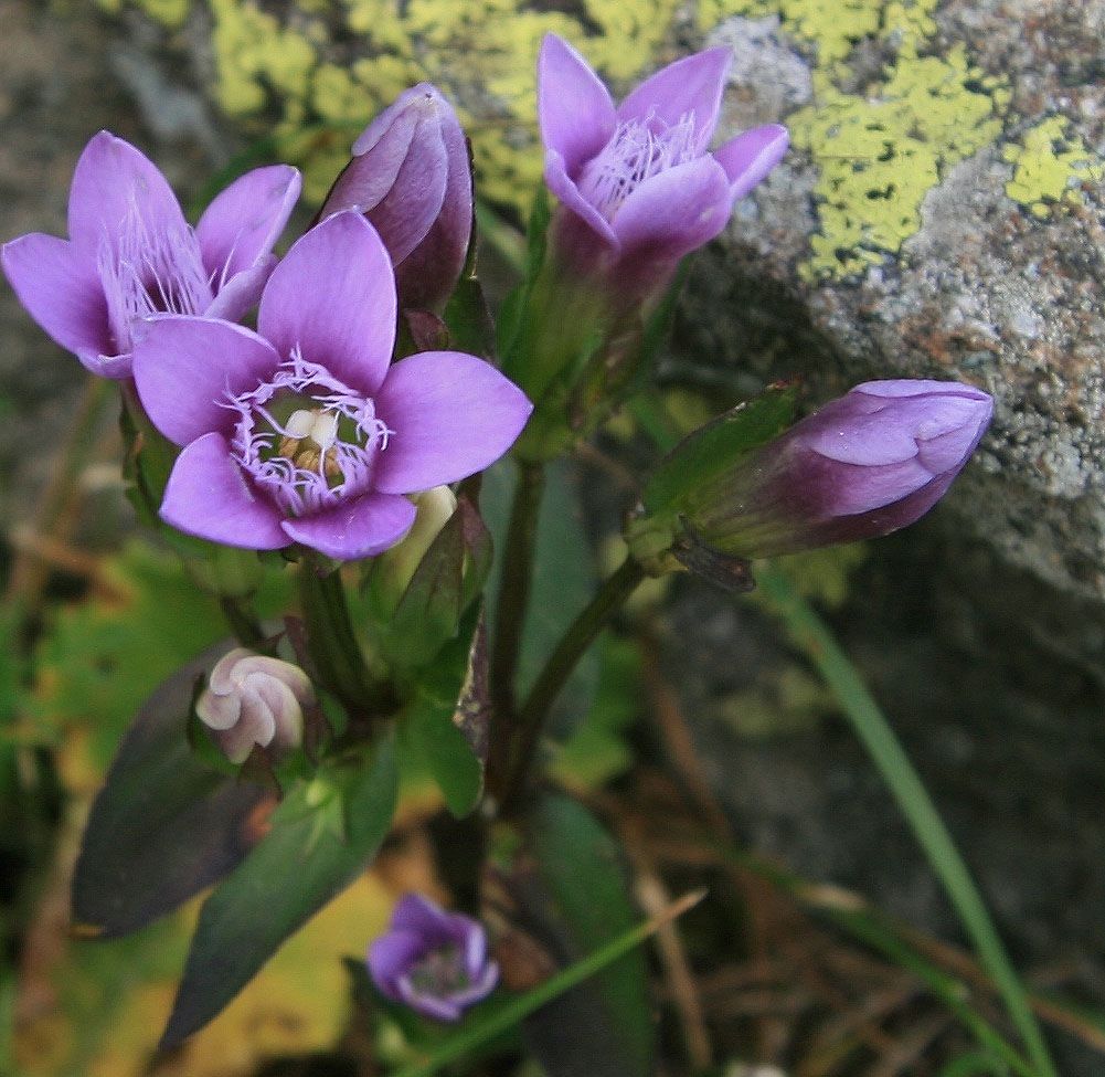 Изображение особи Gentianella biebersteinii.