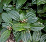 Viburnum davidii