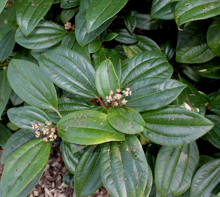 Image of Viburnum davidii specimen.