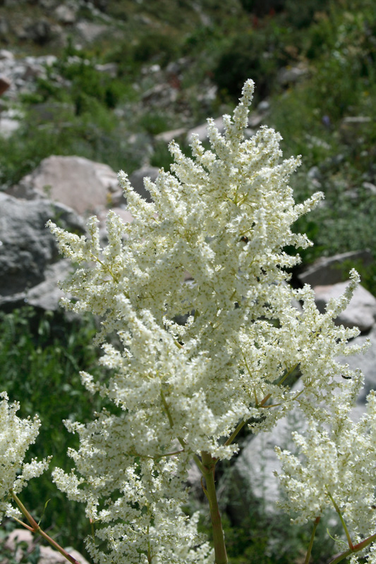 Image of Aconogonon coriarium specimen.