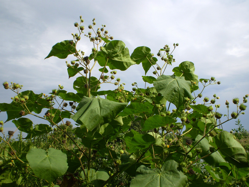 Image of Abutilon theophrasti specimen.