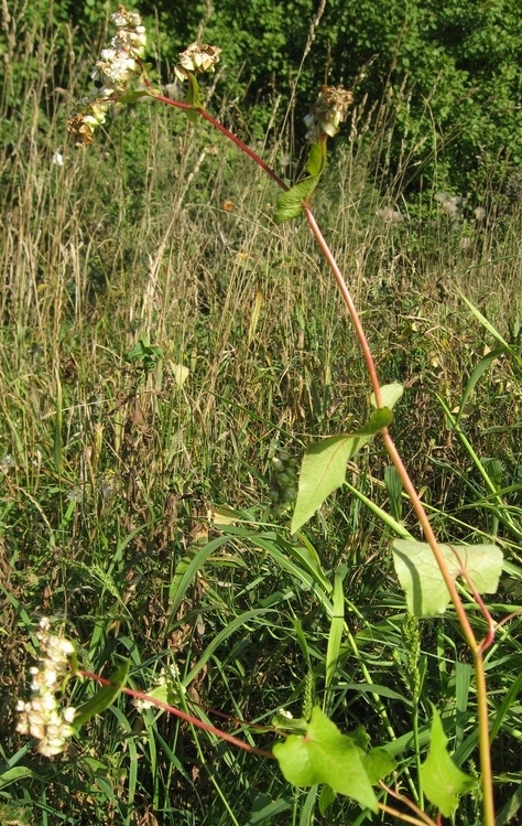 Image of Fagopyrum esculentum specimen.