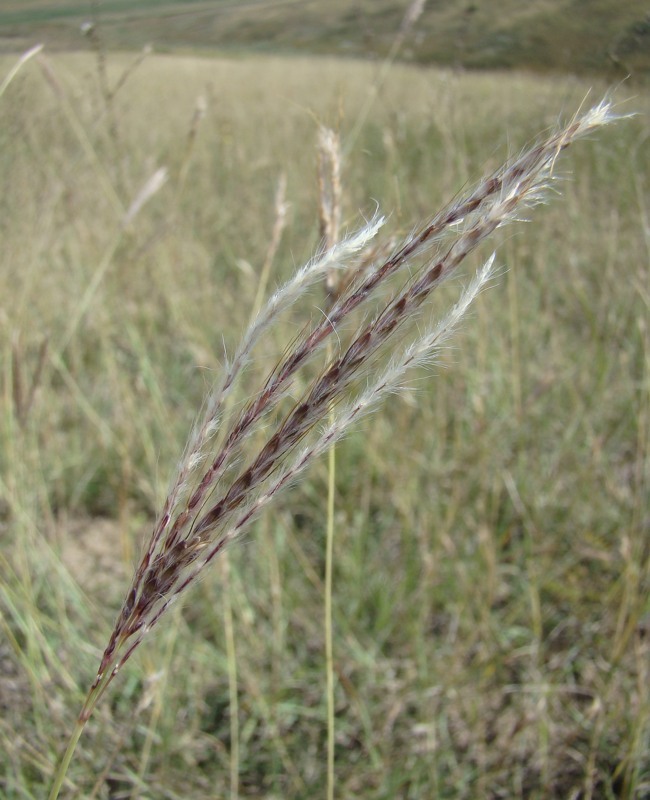 Image of Bothriochloa ischaemum specimen.