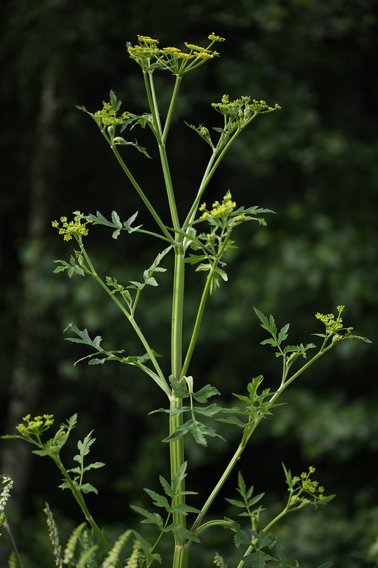 Image of Pastinaca sativa specimen.