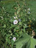 Althaea officinalis