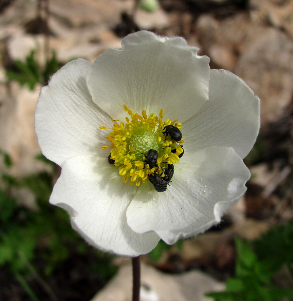 Image of Anemone sylvestris specimen.