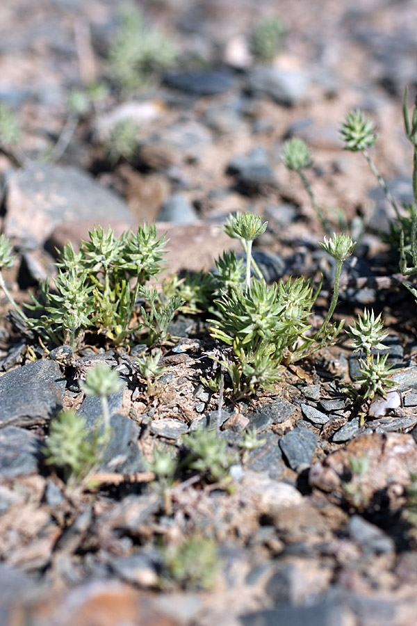 Изображение особи Ceratocephala orthoceras.