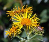 Inula helenium